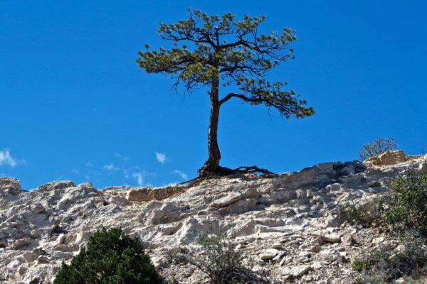80 Empowering Resilience Quotes to Overcome Life’s Challenges