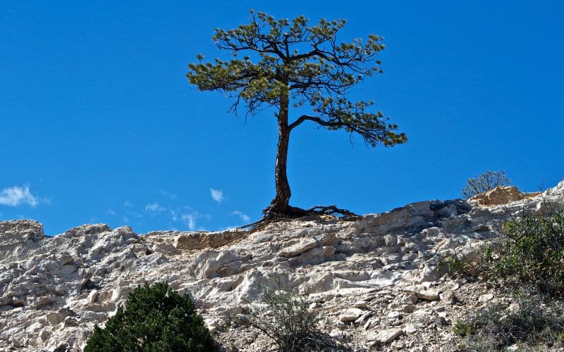 80 Empowering Resilience Quotes to Overcome Life’s Challenges