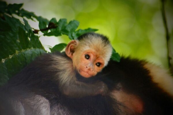 Hug the Monkey – Rick Hanson, PhD