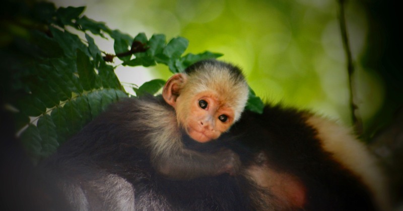 Hug the Monkey – Rick Hanson, PhD