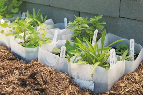 Winter Seed starting — Growing Kindness Project