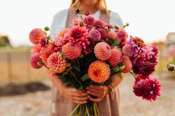 We’re launching Growing Kindness Dahlia Tuber Collections! — Growing Kindness Project