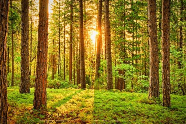 12 Easy Ways to Relieve Stress in 2021 – BodyIntelligence