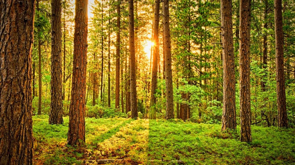 12 Easy Ways to Relieve Stress in 2021 – BodyIntelligence