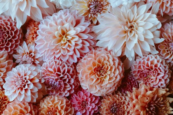 How to pinch your dahlias — Growing Kindness Project