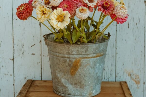 It’s Not Too Late! Discover Your Last Possible Sow Date and Start THESE Quick Bloomers Now! — Growing Kindness Project