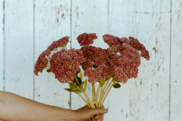 The Powerhouse Plants Your Cut Flower Garden Needs — Growing Kindness Project