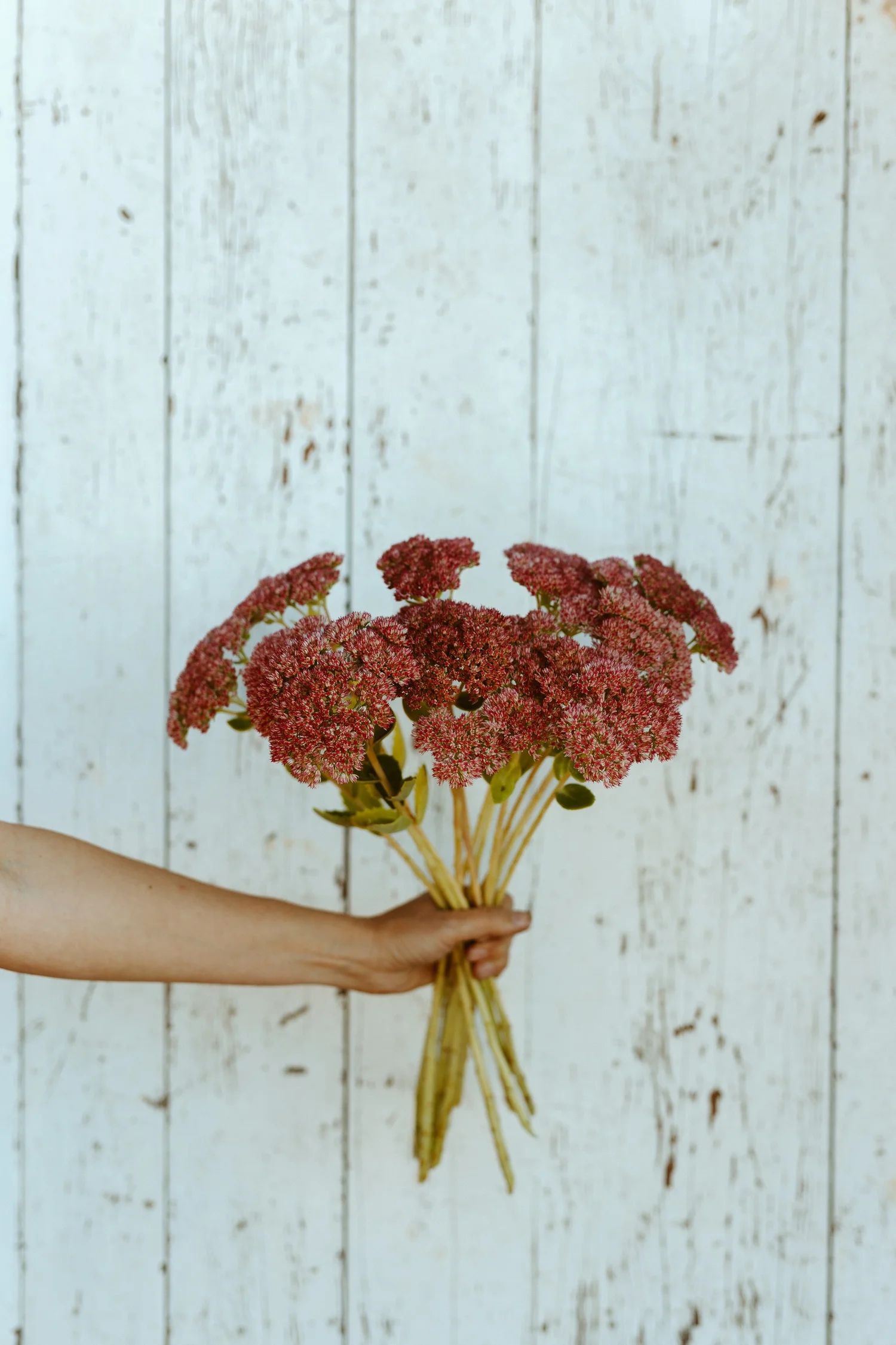 The Powerhouse Plants Your Cut Flower Garden Needs — Growing Kindness Project
